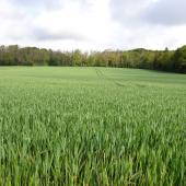 La situation en Bourgogne Franche-Comté n’est pas dramatique, ni pour les cultures d’hiver, ni pour celles de printemps. Photo : DR