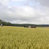 Les céréales ont souffert d'une forte pression des maladies du feuillage en fin de cycle. Crédit photo : AC