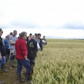 La visite d'essais dans le secteur de Cugney a réuni une vingtaine d'agriculteurs, le 21 juin dernier. Crédit photo : AC