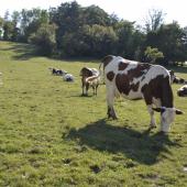 Que pèsent réellement les vaches et leurs émissions de gaz à effet de serre dans le changement climatique ?