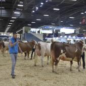Cinq montbéliardes seulement seront présentes cette année au Salon de l'agriculture, compte-tenu du contexte sanitaire particulier. Crédit photo : AC