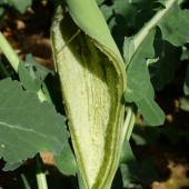 Eclatement de tige occasionné par une piqûre de ponte de charançon de la tige du colza. Photo Terres Inovia