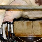 Près d’une vache montbéliarde sur trois est concernée par la cétose, le plus souvent sous une forme sub-clinique.