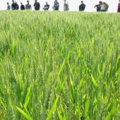 L'implication dans une démarche collective, selon des critères bien précis, sera prise en compte pour accéder à une revalorisation de la DJA. Crédit photo : AC