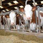 Les proportions de fibres digestibles et d’amidon d’un maïs fourrage déterminent son profil énergétique. Crédit photo : A.Coronel