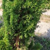 L’if à baies n’est toxique que lorsqu’il a été coupé. CP : CIIRPO