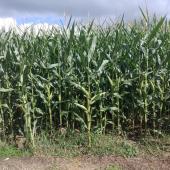 La période des ensilages de maïs débute, avec de belles parcelles là où la structure du sol était correcte.