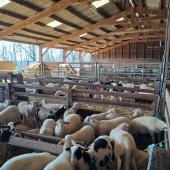 Le bardage n’est pas indispensable, lorsque les animaux logés sont des adultes ou des agneaux sevrés. Crédit photo : CIIRPO