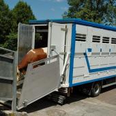 Le zonage DNC fait peser des contraintes importantes sur les déplacements et la commercialisation des animaux vivants... Crédit photo : AC