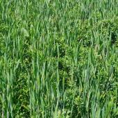 Si les légumineuses compagnes ont fait leurs preuves avec le colza, leur association aux céréales à paille demeure une pratique risquée, aux bénéfices encore incertains selon les travaux d’ARVALIS. ©Agroleague