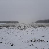 Les céréales d’hiver sont biologiquement adaptées pour surmonter la traversée d’hiver froids.