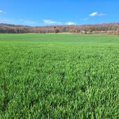 Des parcelles semées fin septembre atteignent déjà le stade 1 nœud. Crédit photo : Emeric Courbet/CA70