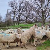 Entretenir des béliers en bon état toute l’année facilite leur conduite. Crédit photo : CIIRPO