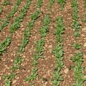 La cameline se sème 24h-48h après la récolte du précédent. Crédit photo : Terres inovia