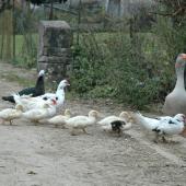 Les particuliers qui détiennent des volailles sont aussi astreints aux mesures de confinement réglementaires en vigueur. Crédit photo : AC