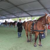 Le cheval comtois est une figure emblématique du festival de l'élevage. Crédit photo : A.Coronel