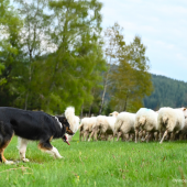 Le test CANIDEA Idele identifie les chiens faciles à éduquer au troupeau. Crédit photo : Vincent Jacquinet