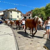 Cavale Comtoise le grand rendez-vous haut-saônois du cheval comtois aura lieu les 5 et 6 août prochains à Jussey.
