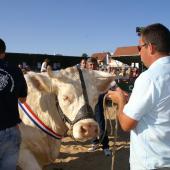 La fine fleur de l’élevage charolais de Haute-Saône est attendue à Francourt.
