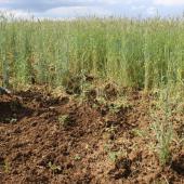 Les barêmes d'indemnisation des dégâts de gibier viennent d'être actualisés.