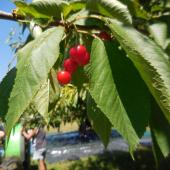 Un bon ensoleillement et de la chaleur permettent d’obtenir un taux de sucre élevé, lors de la maturation du fruit. Crédit photo : AC
