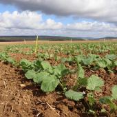 L’azote minéral apporté à l’automne est bien valorisé par la culture et n’aggrave pas les fuites de nitrates dans l’eau, d'après les essais conduits par Terre inovia.  Crédit photo : Clarisse Guiziou-Jaouen - Terres Inovia .