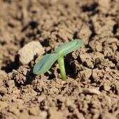 Si le changement climatique entraine une augmentation des pluviométries hivernales, les interventions profondes, pour restructurer le sol durant l’été et complétées par le semis d’un couvert végétal, seront à favoriser. Crédit photo : Terres inovia