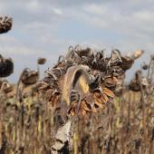 Tournesols en fin de cycle. Crédit Photo : Clarisse Guiziou-Jaouen - Terres Inovia