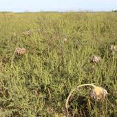 Cette culture de tournesol infestée d'ambroisies au stade grenaison, en bordure de la D475 au sud de Pesmes est une véritable bombe à retardement. Crédit photo : A.Coronel