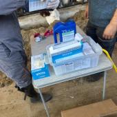 Depuis le 17 octobre, les cheptels présents dans la zone de surveillance sont méthodiquement vaccinés.