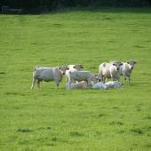 Des éleveurs cherchent des solutions provisoires d'hébergement de leurs troupeaux bloqués en zone de surveillance DNC.