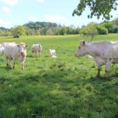 Depuis le printemps 2026, la FNB alerte au sujet de la baisse des prix d'achat des bovins, alors que les fondamentaux du marchés sont bons. Crédit photo : A.Coronel