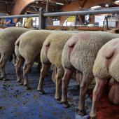 Les meilleurs spécimens de la race ovine charollaise seront réunis à Charolles les 3 et 4 août prochain. Crédit photo : EA71