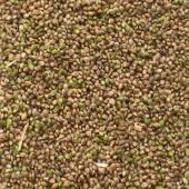 Les récoltes devrait débuter début/mi août, donc une publication prochainement serait idéale. Crédit photo : Louis-Marie Allard de Terres Inovia 