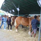 Le Syndicat des Éleveurs de Chevaux de Trait de Haute-Saône s’investit tout au long de l’année dans divers salons et foires. Crédit photo : A.Coronel