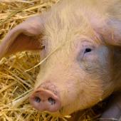 La production porcine, associée à un atelier laitier, est un gage de résilience : elle diversifie les sources de revenu, diminue la dépendance aux aides, améliore l’autonomie en matière d’engrais…