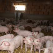  Les porcs nés et élevés en Franche-Comté méritent une meilleure valorisation, c’est le gage de la pérennité des filières sous signe de qualité.