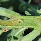 Au début de leur vie, les larves de grosses altises sont relativement mobiles et s’introduisent par la face supérieure des pétioles des feuilles. Crédit photo : L.Jung