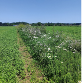 Bande fleurie semée au printemps 2023, comportant huit espèces, pour favoriser la faune auxiliaire.