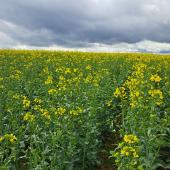 La floraison du colza est moins explosive cette année, dans la plupart des parcelles. Crédit photo : Emeric Courbet