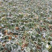 Les gelées de la mi-janvier ont porté un coup d arrêt aux croissances végétatives des colzas d hiver. Crédit photo : Emeric Courbet