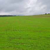 Avec les vulpins, les ray-grass sont les adventices les plus citées comme problématiques par les agriculteurs enquêtés.