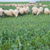  Les brebis économisent du temps et de la main d’œuvre. Crédit photo : M. Floquet