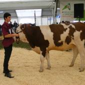 Les éleveurs du Centre d'élevage de Rioz-Montbozon organisent avec la MFR de Montbozon, une présentation bovine les 5 et 6 avril 2024