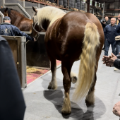 Si les bovins brillent par leur absence au SIA cette année, les chevaux comtois, eux, seront sous les projecteurs. 