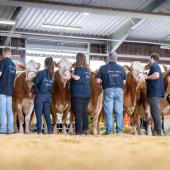 49 vaches Simmental issues de 30 élevages de Côte dOr et des département limitrophes étaient en concours à Créancey, le 7 avril dernier. Crédit photo : Améline Perrin Photographies
