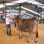 Le contexte sanitaire incertain a conduit plusieurs organisations raciales à renoncer à leurs concours, notamment lors du tout prochain sommet de l’élevage. Crédit photo : A.Coronel