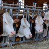 L’observation attentive des animaux permet de détecter précocement les premiers symptômes caractéristiques de la FCO et de déployer rapidement des mesures vétérinaires pour atténuer les effets de la maladie.