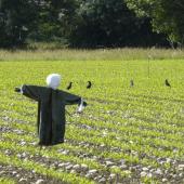 Plusieurs corvifuges sont en phase de test actuellement.