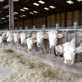 131 nouvelles communes de Haute-Saône passent en zone règlementée, suite au cas de DNC de Pouilley-Français. Crédit photo : AC